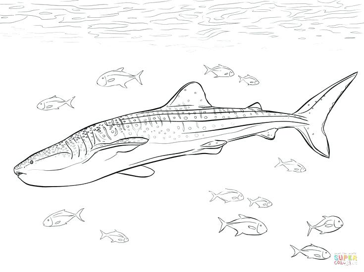 735x551 Whale Shark Coloring Pages Shark Coloring Pages Great White Shark