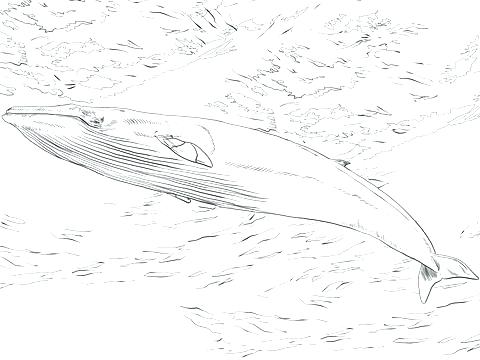 480x360 Whale Shark Coloring Pages Whale Shark Coloring Sheets