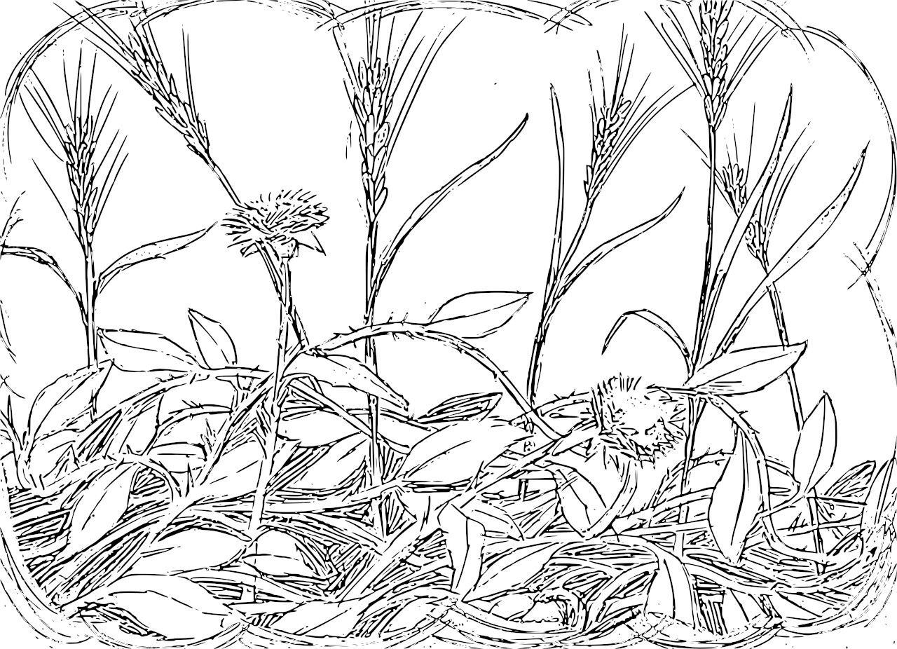 1280x926 Wheat Field Coloring Page