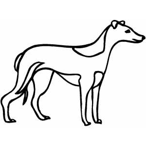 300x300 Greyhound Coloring Page