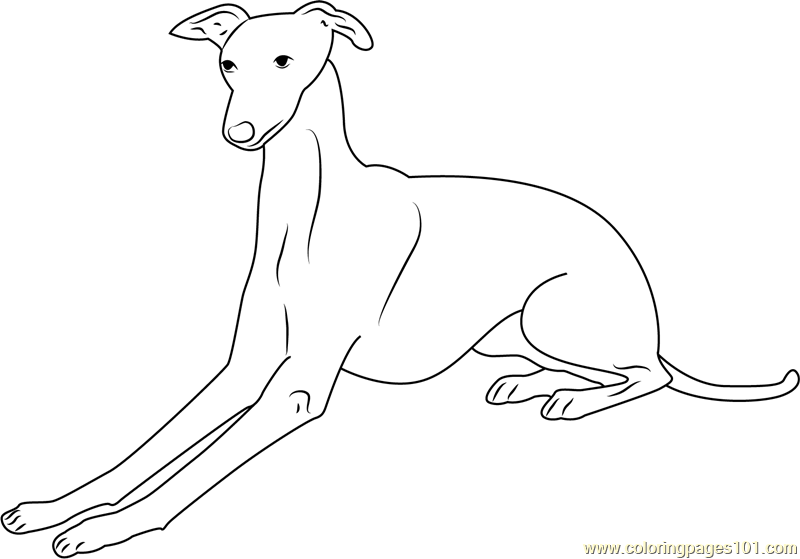 800x559 Italian Greyhound Coloring Page
