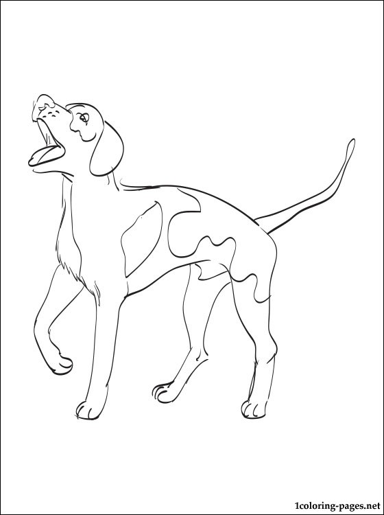 560x750 American English Coonhound Coloring Page Coloring Pages