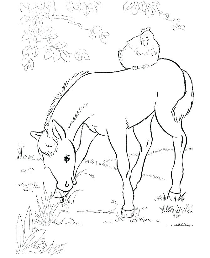 670x820 Horse Jumping Coloring Pages Realistic Horse Coloring Pages Horse