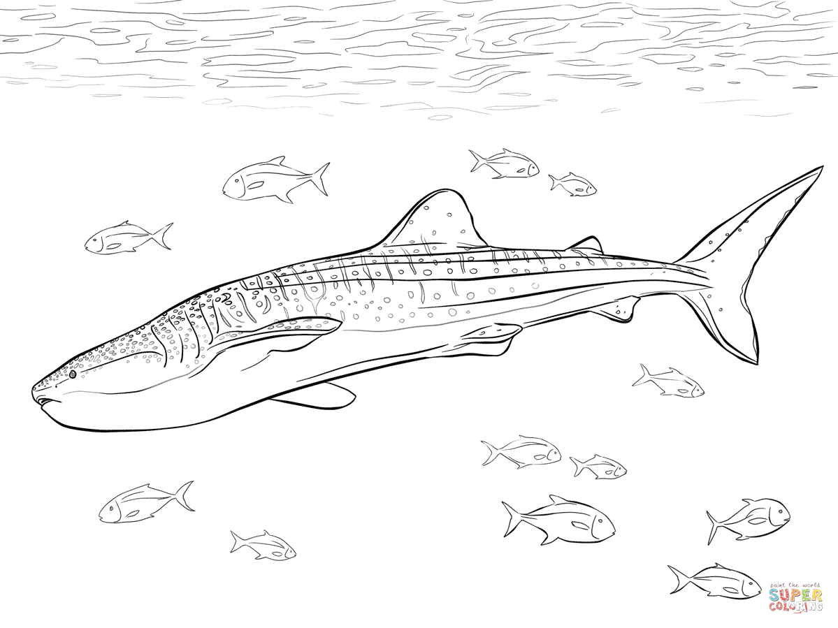 1199x899 Marvelous Whale Shark Coloring Page Colouring To Funny Realistic