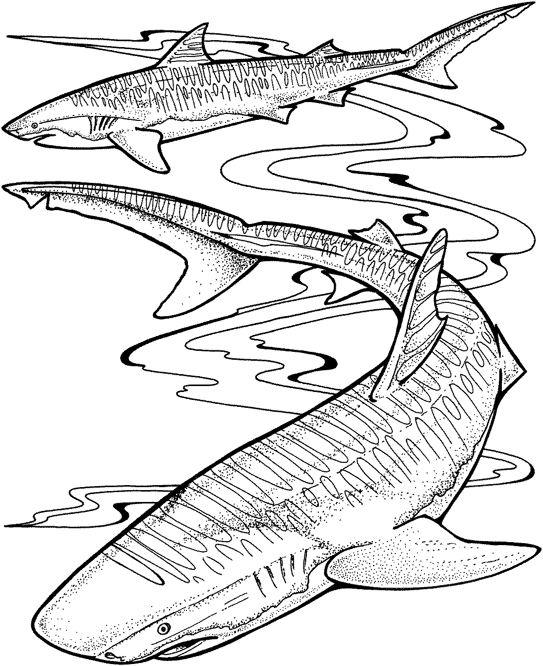 1095x1344 Mean Great White Shark Coloring Pages