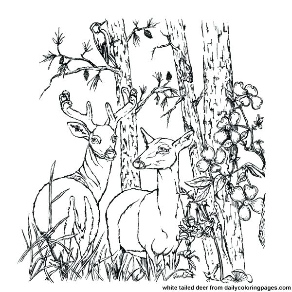 600x600 Free Deer Coloring Pages Whitetail Deer Coloring Pages Deer