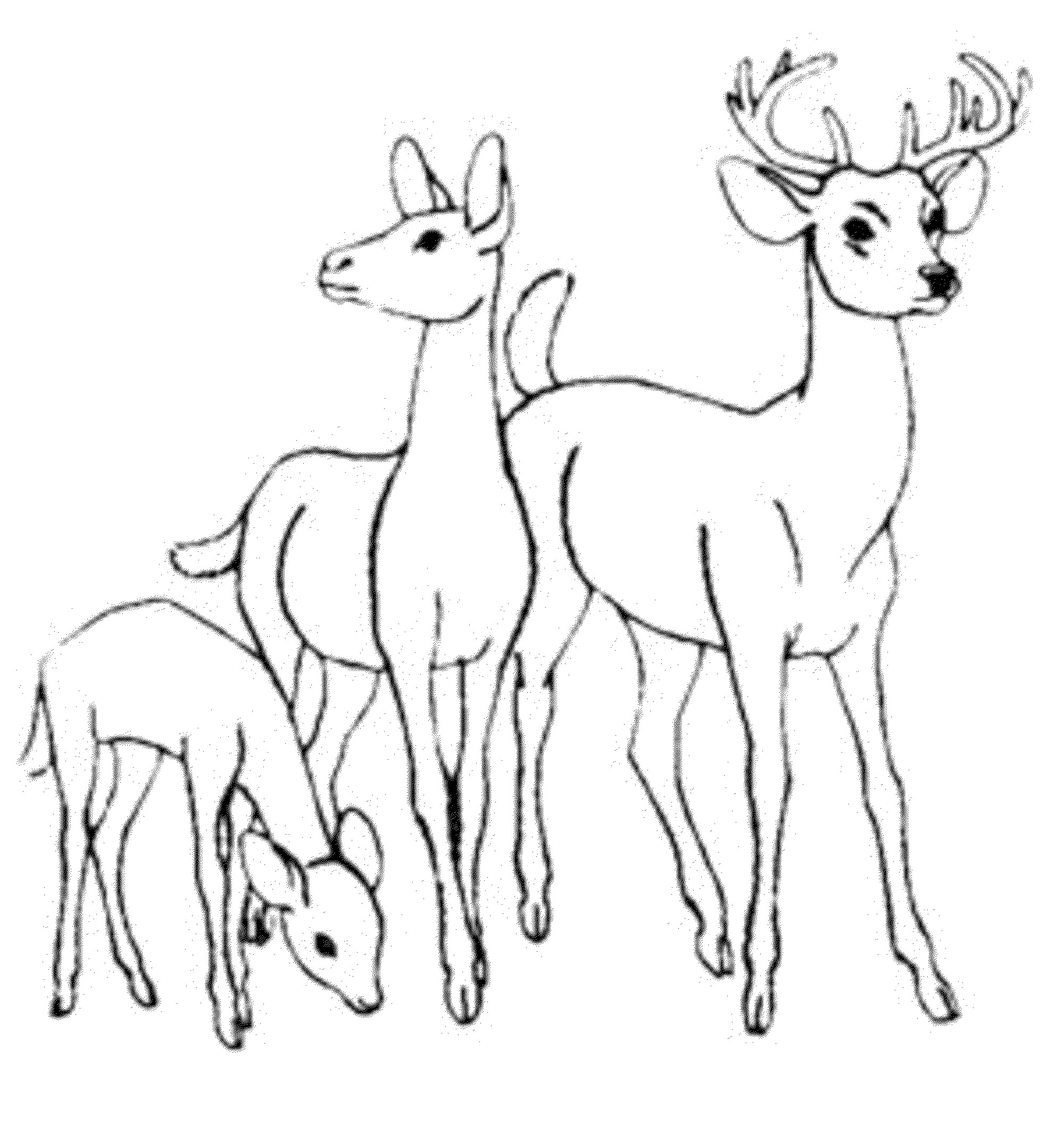 2000x2133 White Tail Deer Coloring Page Free Printable Pages Beautiful