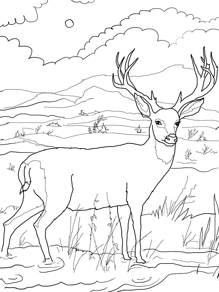 700x933 White Tailed Deer Coloring Pages Printable Coloring Whitetail Deer