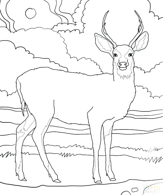 640x768 Whitetail Deer Coloring Pages Baby Deer Coloring Pages Lovely