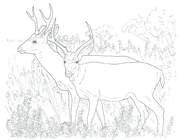 618x481 Whitetail Deer Coloring Pages Coloring Pages Of Deer Coloring