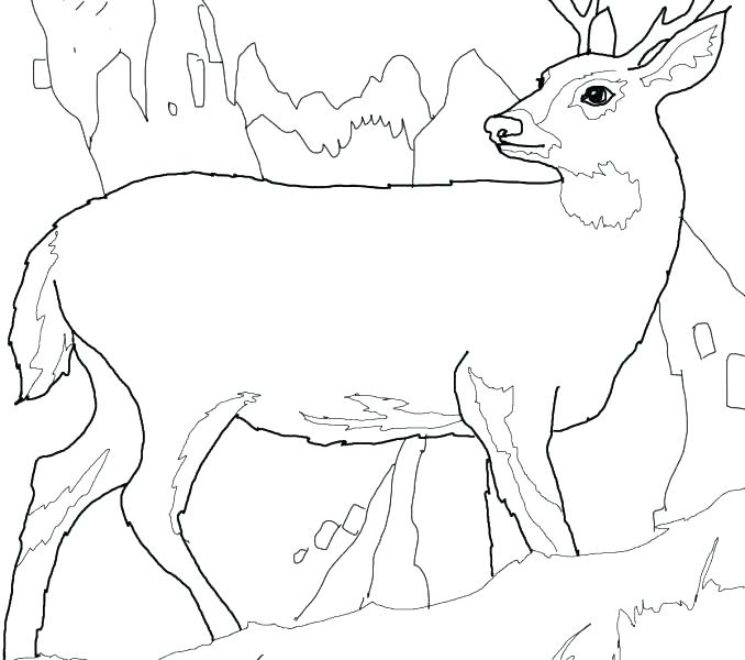 678x600 Whitetail Deer Coloring Pages White Tailed Deer Coloring Pages