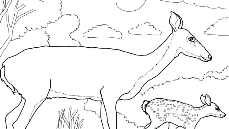 750x425 Deer Coloring Pages Whitetail Deer Coloring Pages Deer Head