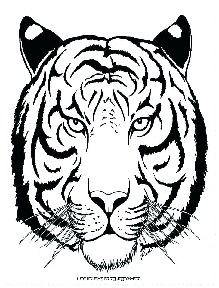 728x958 Free Tiger Coloring Pages Tiger Pictures To Color White Tiger