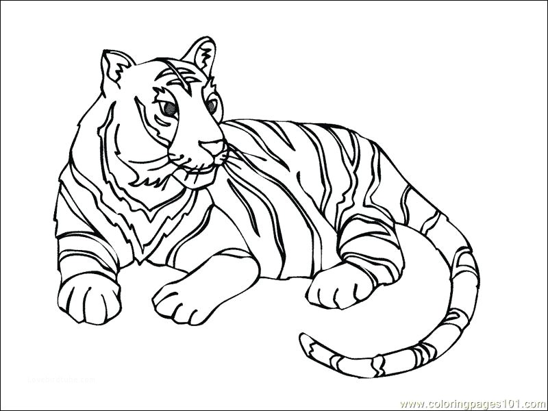 White Tiger Coloring Page at GetDrawings | Free download