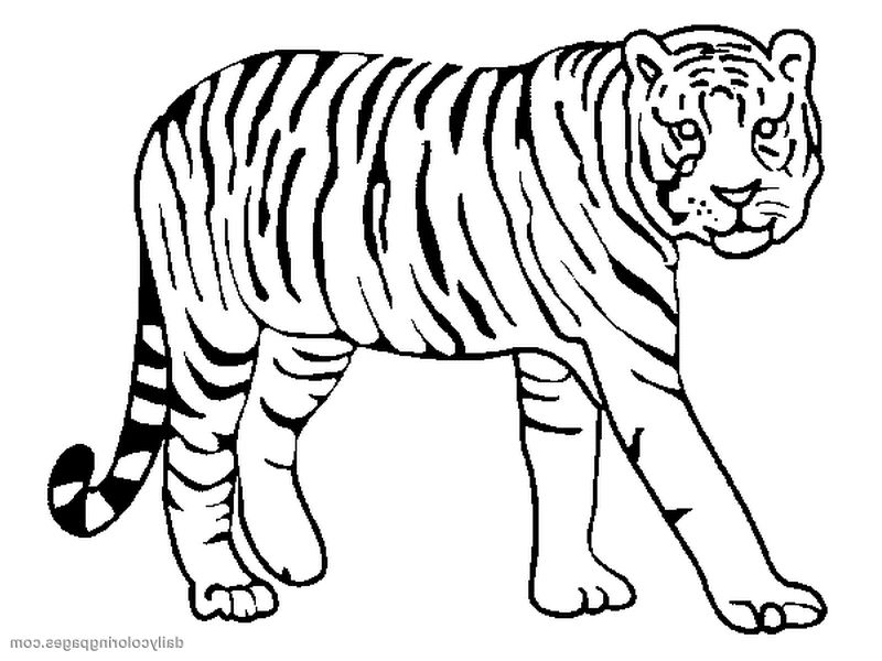800x600 Coloring Pages Tigers