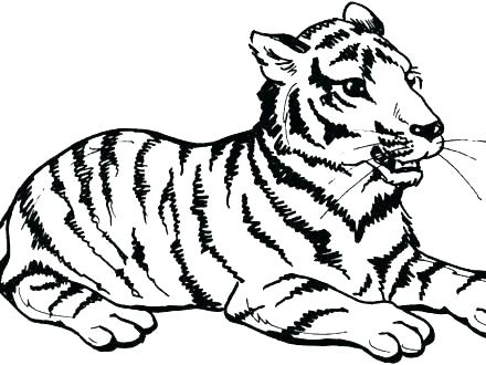 440x330 Tiger Color Page Free Tiger Coloring Pages Tiger Coloring Pages