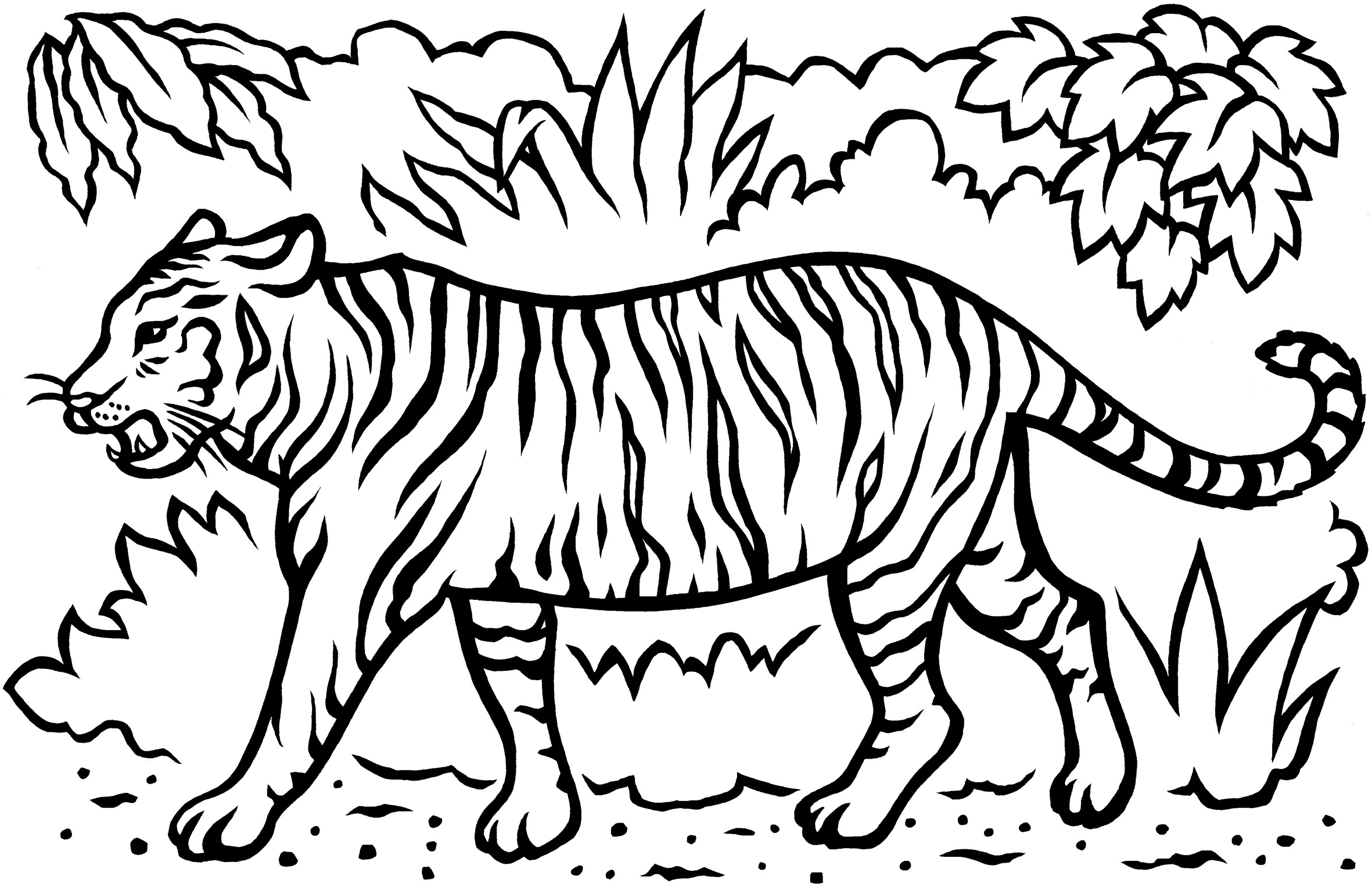 2362x1538 Tiger Coloring Page Template White Tiger Coloring Pages Coloring