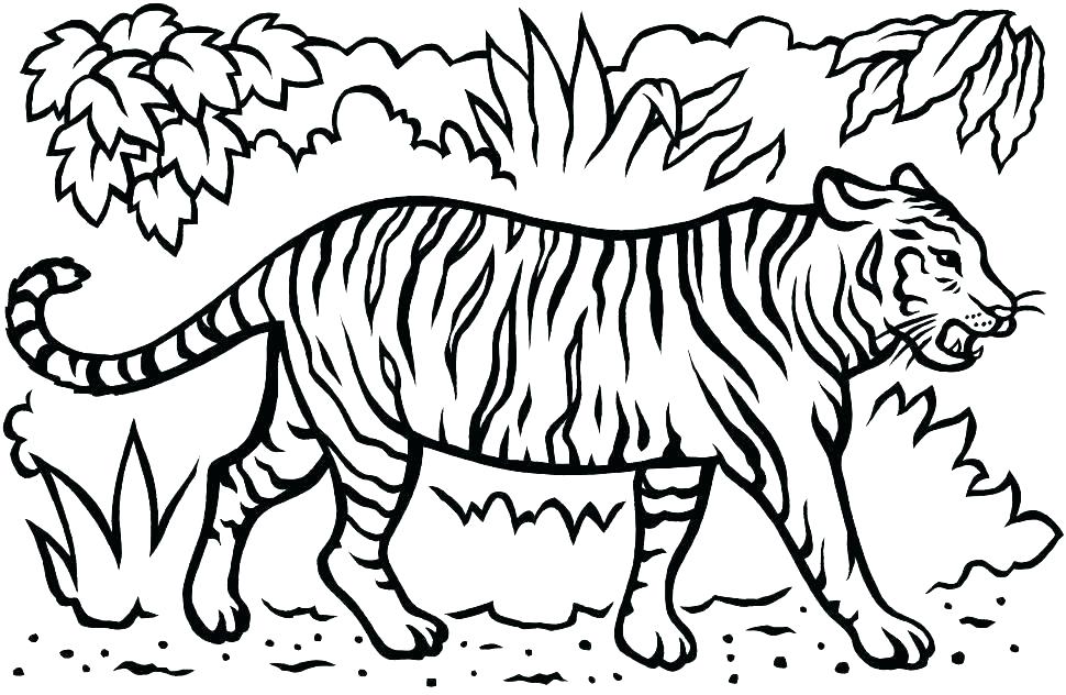 970x632 White Tiger Coloring Pages Coloring Pages Tigers White Tiger
