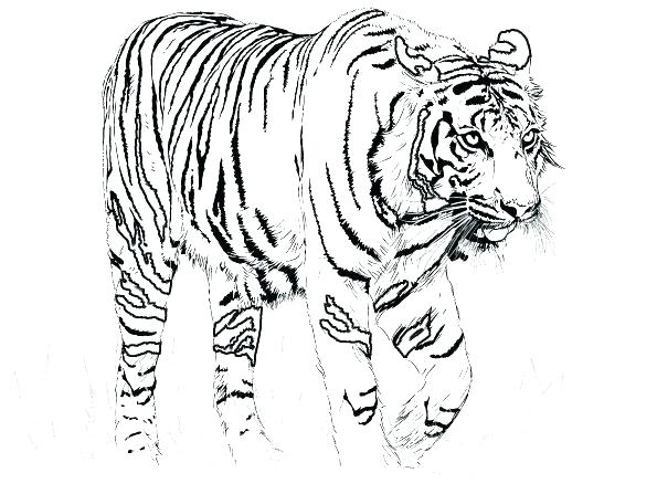 595x447 White Tiger Coloring Pages Pictures Of Tigers To Color Little