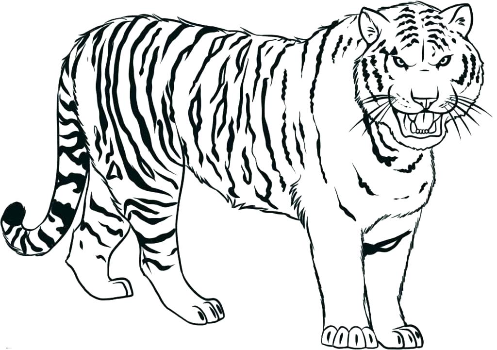 1024x721 White Tiger Coloring Pages