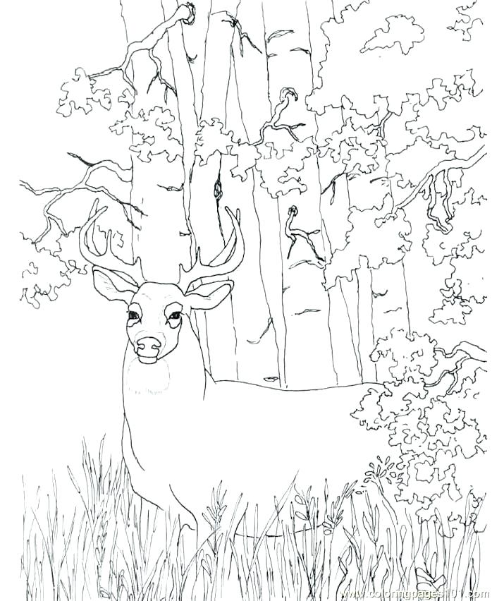 698x852 Free Deer Coloring Pages Deer Color Pages Deer Coloring Pictures