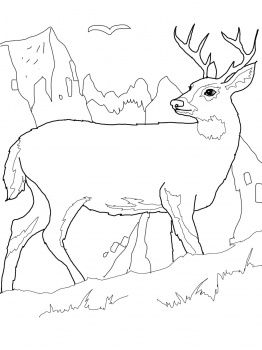 262x350 White Tail Deer Coloring Page Preschool