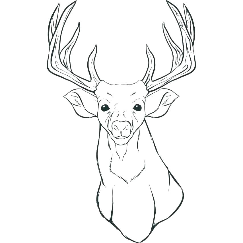 854x854 White Tailed Deer Coloring Pages Deer Pictures To Color Deer