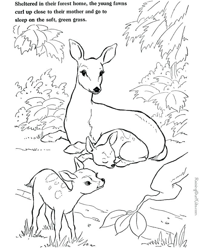670x820 Whitetail Deer Coloring Pages Click To See Printable Version