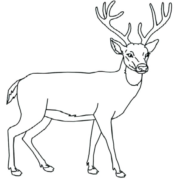 600x600 Whitetail Deer Coloring Pages Coloring Pages Deer Hunting Coloring