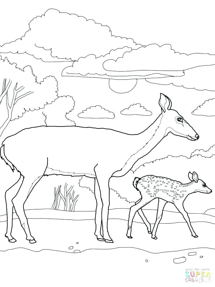 687x916 Deer Hunting Coloring Pages Coloring Pages Deer Whitetail Deer
