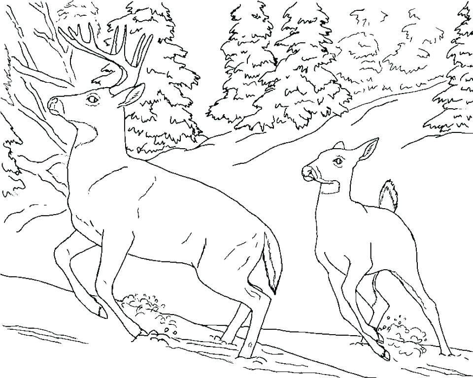 960x768 Coloring Pages For Adults Only Whitetail Deer Running Elk Wildlife