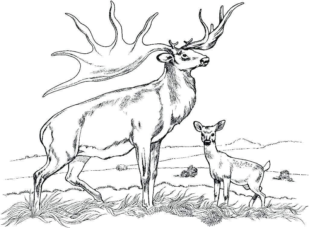 1024x756 White Tailed Deer Coloring Page Coloring Pages Deer Coloring Page