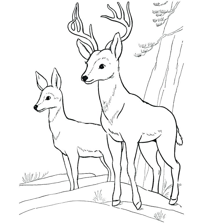 700x772 White Tailed Deer Coloring Page Whitetail Deer Coloring Pages
