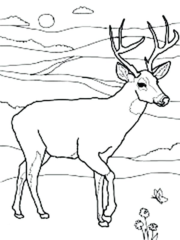 600x801 White Tailed Deer Coloring Pages Printable Coloring