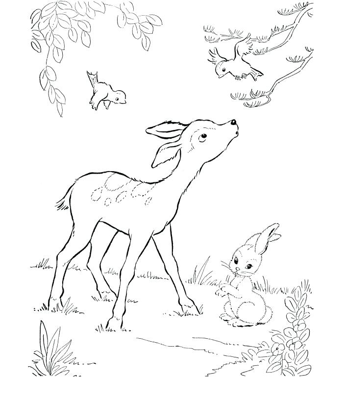 700x820 Whitetail Deer Coloring Pages Baby Deer Coloring Page White Tailed