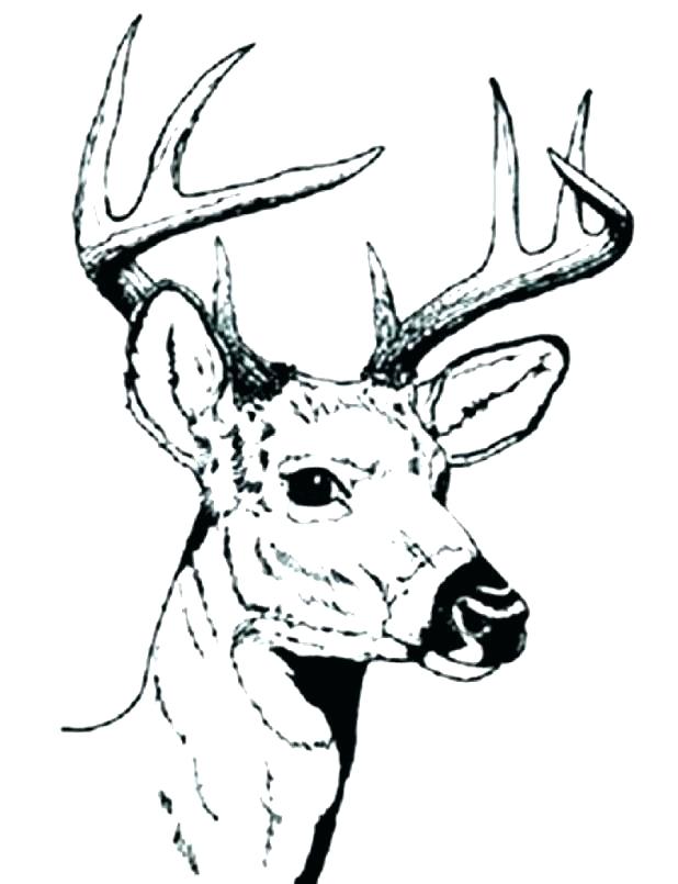 618x805 Whitetail Deer Coloring Pages Coloring Pages Deer Hunting Coloring