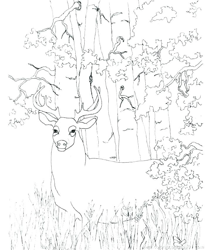 698x852 Whitetail Deer Coloring Pages Deer Hunting Coloring Pages Deer