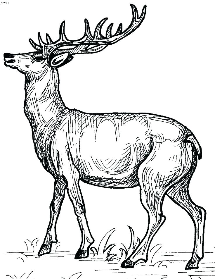 736x954 Whitetail Deer Coloring Pages Free Deer Coloring Pages Deer