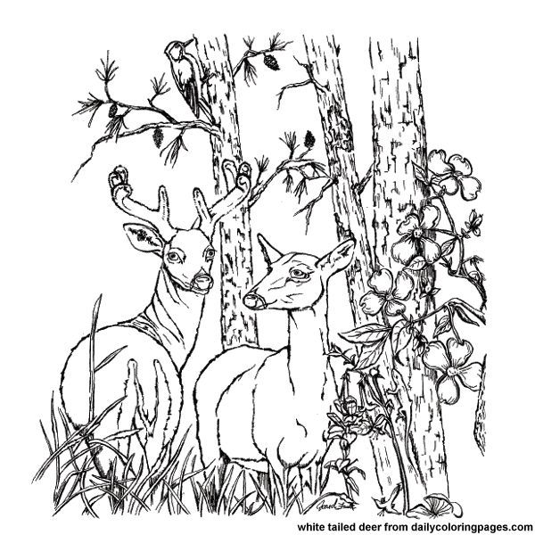 600x600 Free Animal Coloring Pages For Adults Texas White Tailed Deer