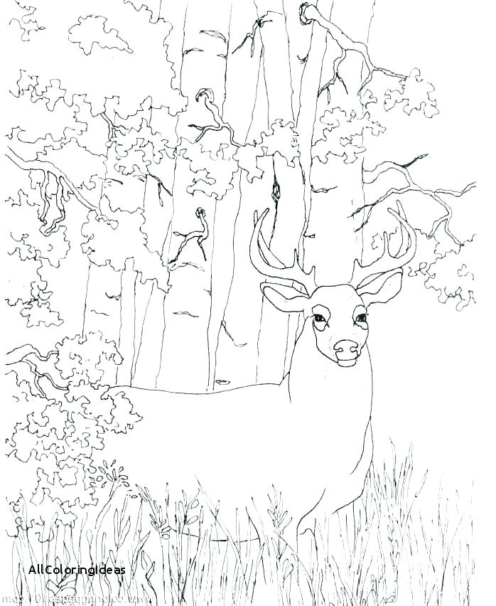 698x852 Coloring Printable Pages Free Deer Coloring Pages Whitetail Deer