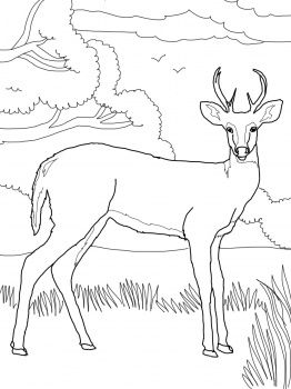 262x350 Whitetail Deer Printable Wildlife Coloring Books