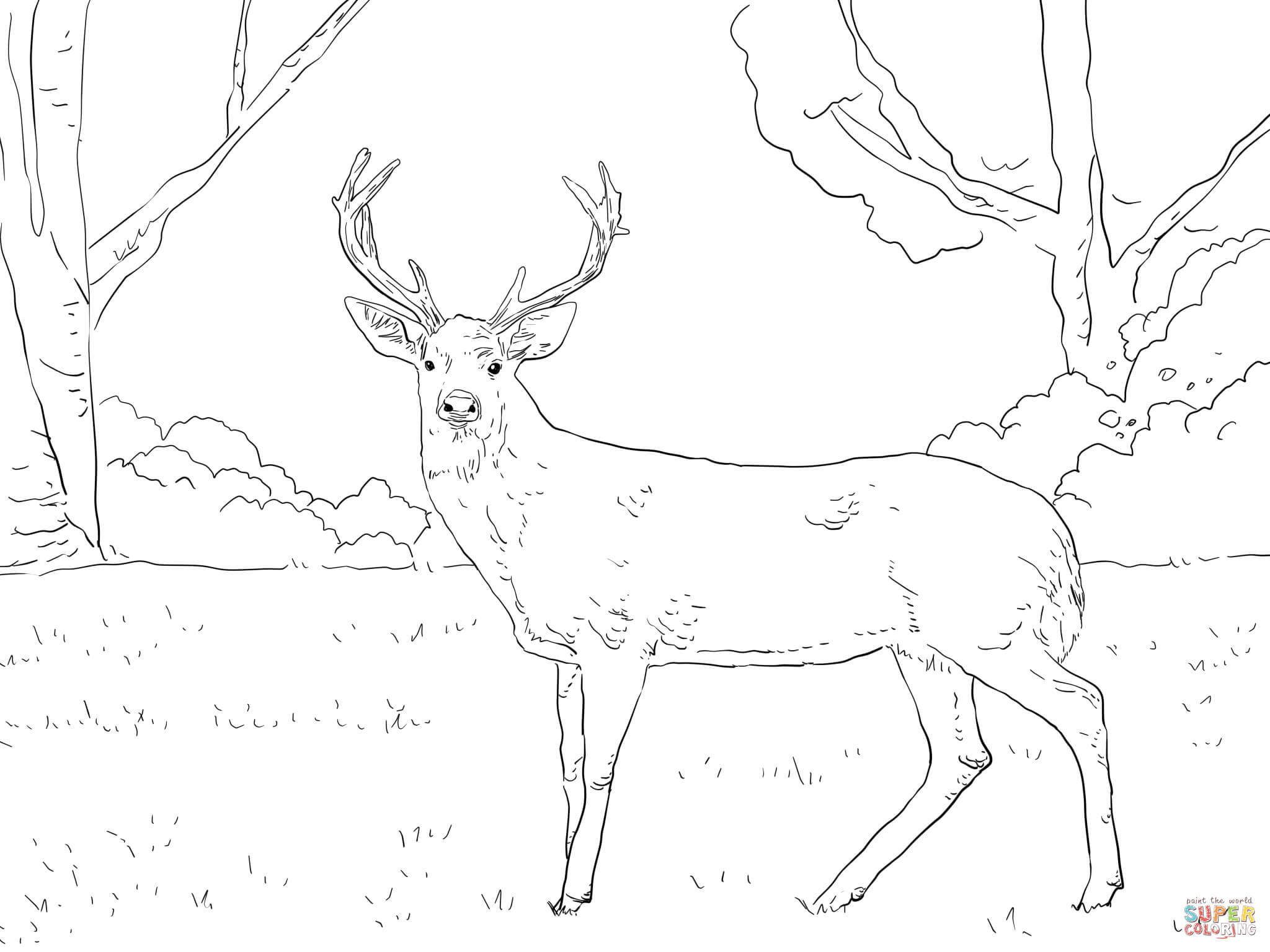 2048x1536 Deer Coloring Pages