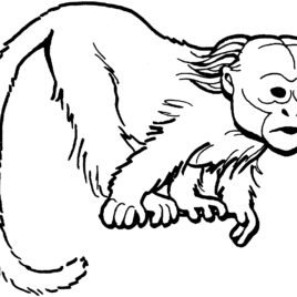 268x268 Snow Monkey On The Tree
