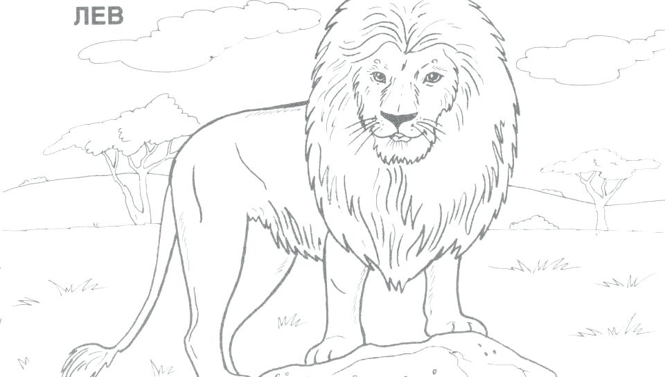 960x544 Lion Real Animals Coloring Pages For Kids Printable Wonderful Wild