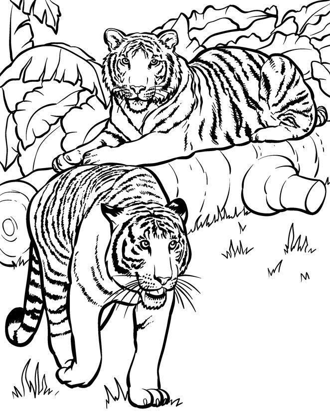 662x842 Wild Animals Coloring Pages For Wild Animal Coloring Pages