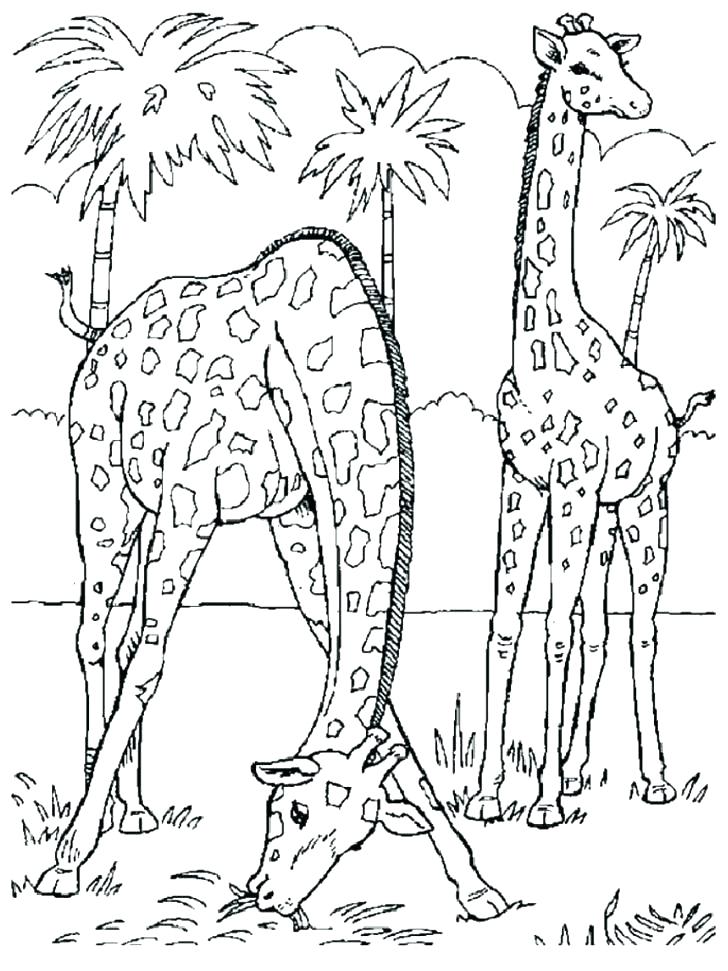 728x971 Wildlife Coloring Pages Coloring Book Zoo Animals Plus Coloring