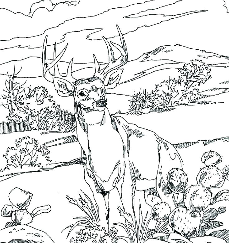 736x783 Wildlife Coloring Pages Forest Animals Coloring Pages Forest