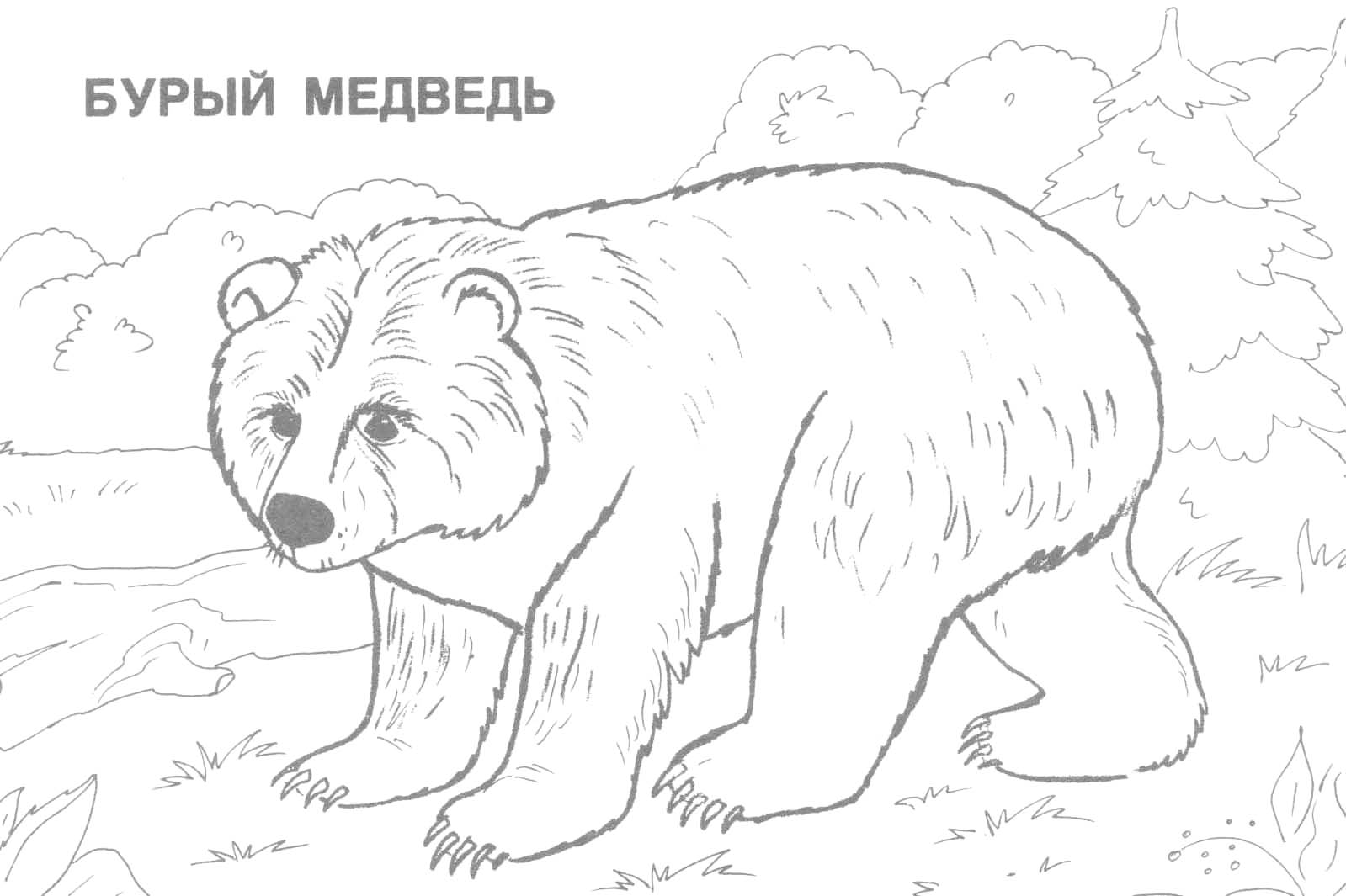 1599x1065 Wild Animals Coloring Pages Just Colorings