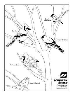 250x324 How To Teach Your Kids About Wild Birds On Coloring Pages State