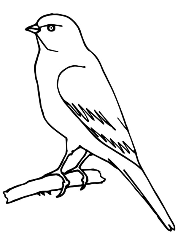 600x799 Wild Canary Bird Coloring Pages Best Place To Color